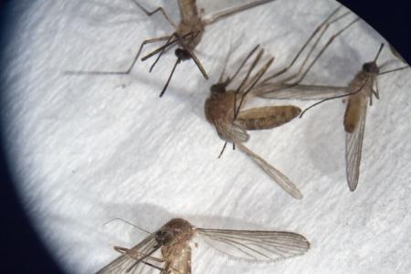 Mosquito Mosquito