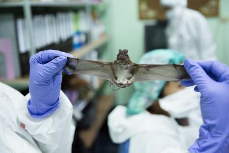 USAID DEEP VZN scientists hope to collect over 800,000 samples in the five years of the project, most of which will come from wildlife.