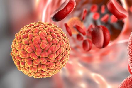 Illustration of Zika virus in the blood stream
